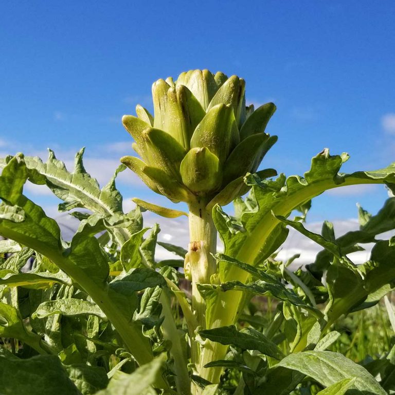 Our Trip to EcoFarm