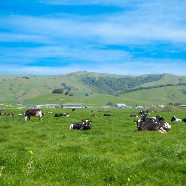 Nicasio Valley Cheese Company