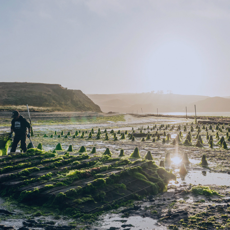 Oysters: Beneficial Bivalves