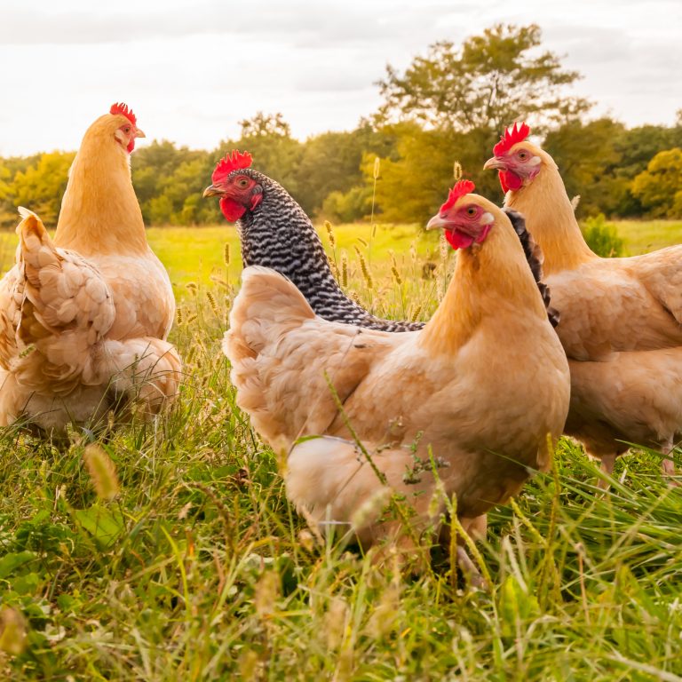 Organic News: New Animal Welfare Rules